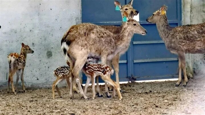 青海湟中:群加梅花鹿養殖基地喜添“龍鳳胎”鹿仔