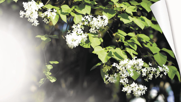 微信圖片_20250526062534