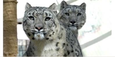 人工繁育雪豹姐妹花“水墨”“油畫”六歲啦