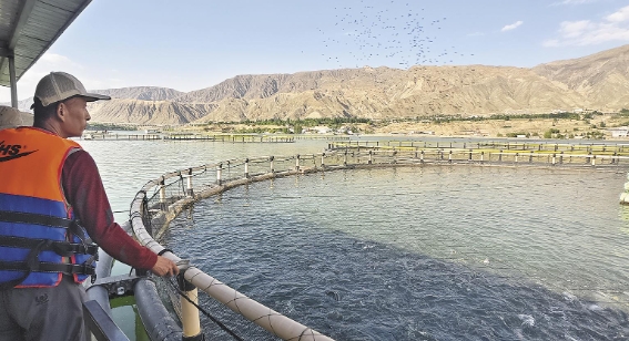 【鄉(xiāng)村振興在青海】黃河之畔魚兒躍