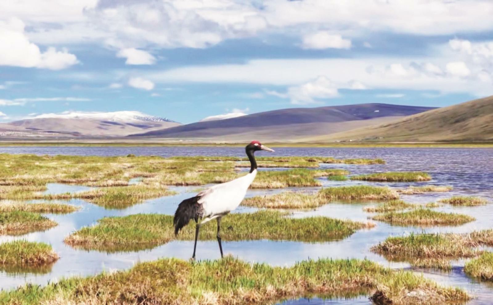 青海隆寶灘濕地21對黑頸鶴順利抱窩