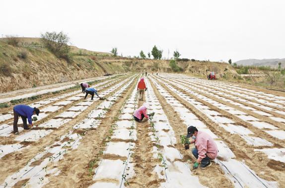 【鄉村振興在青海】供港菜田農事忙