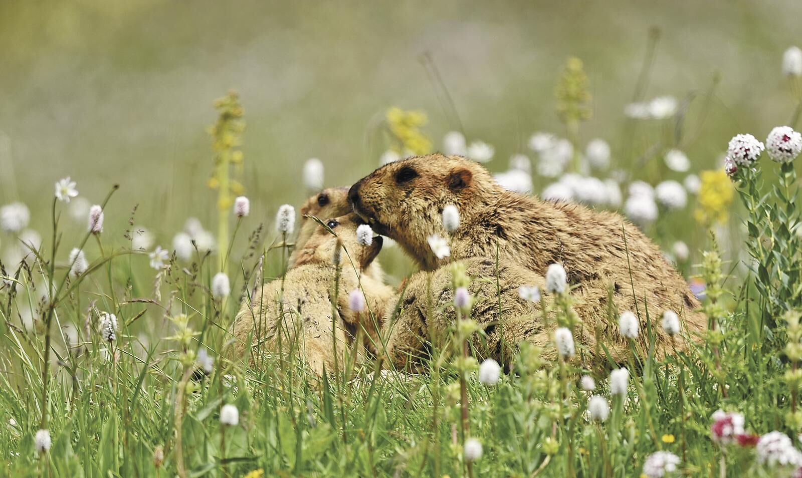 QQ�DƬ20250611062309