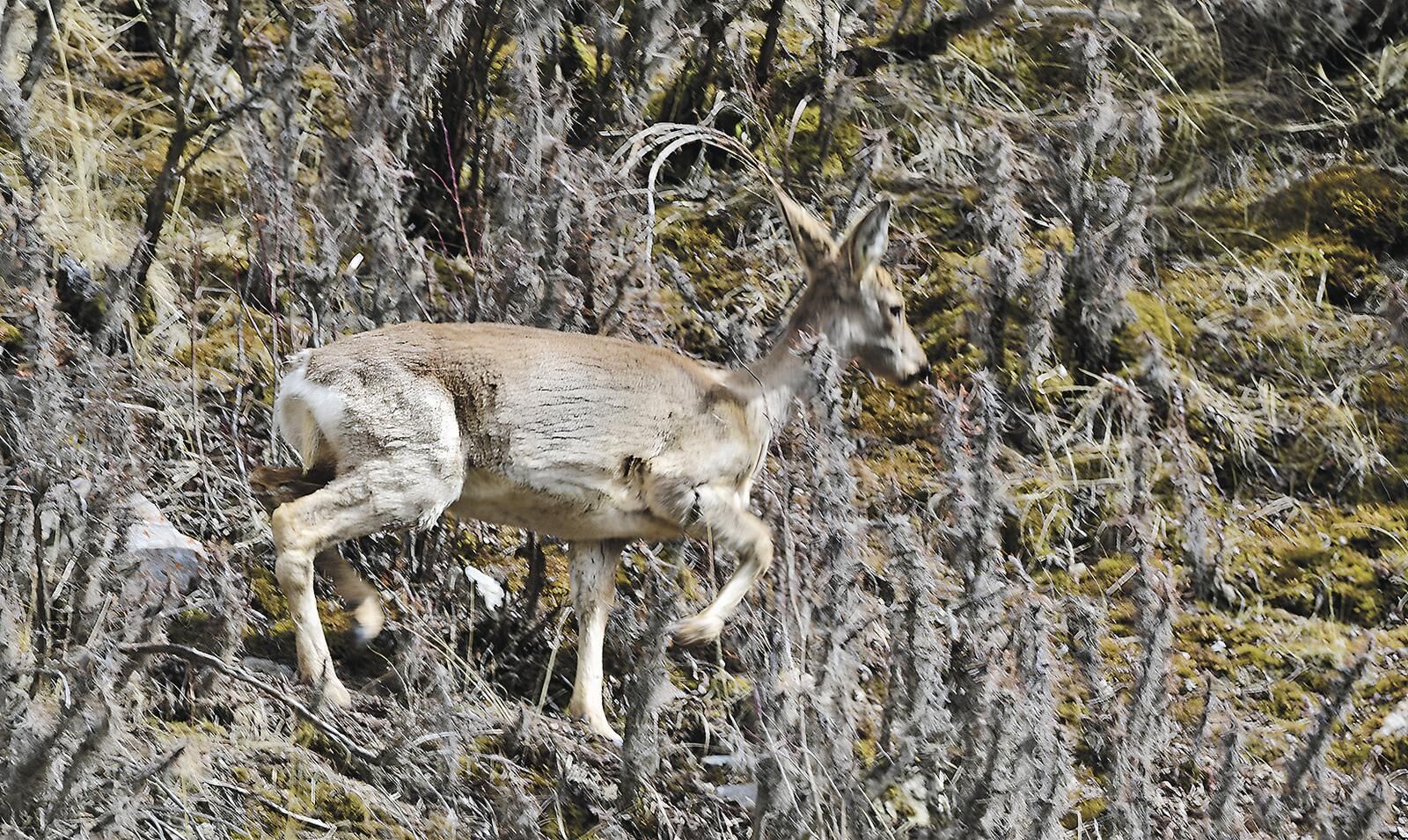 QQ�DƬ20250611062338