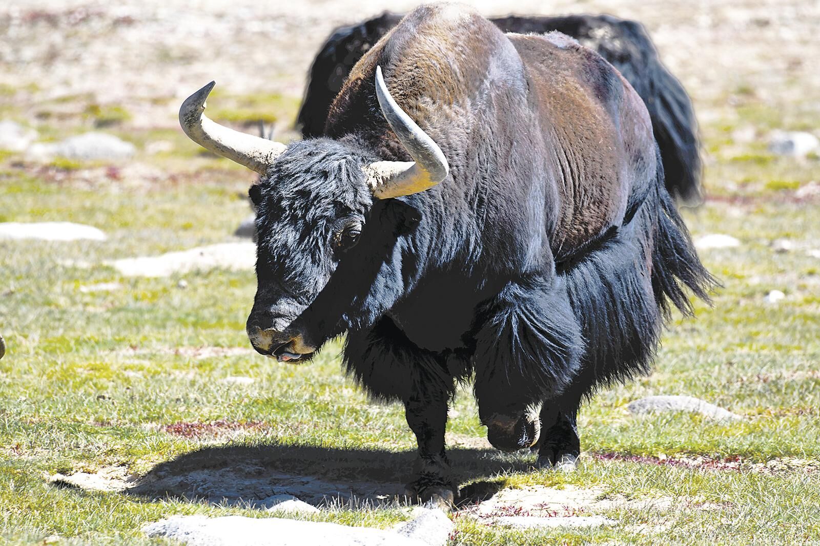 QQ�DƬ20250611062410