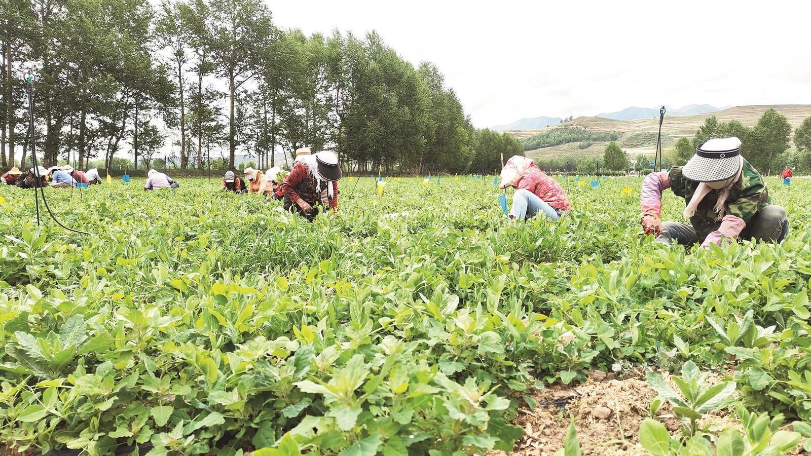 QQ�DƬ20250613062604