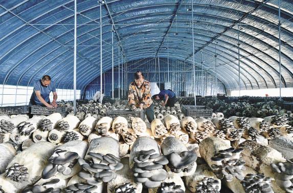 蘑菇豐收忙 產業富民興