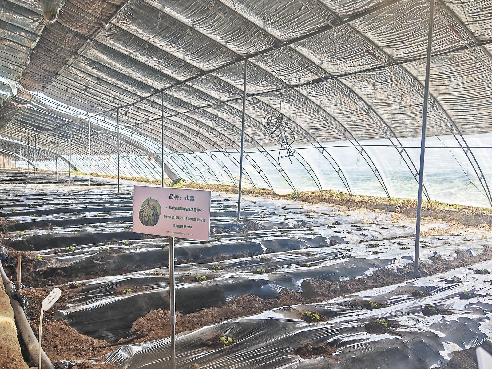 QQ�DƬ20250619055833