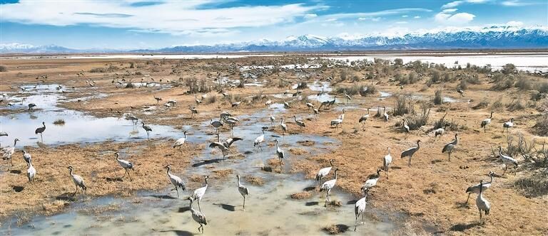 【開放合作·綠色發(fā)展——2025青洽會特刊·青報觀察】三江源頭的守護與回響