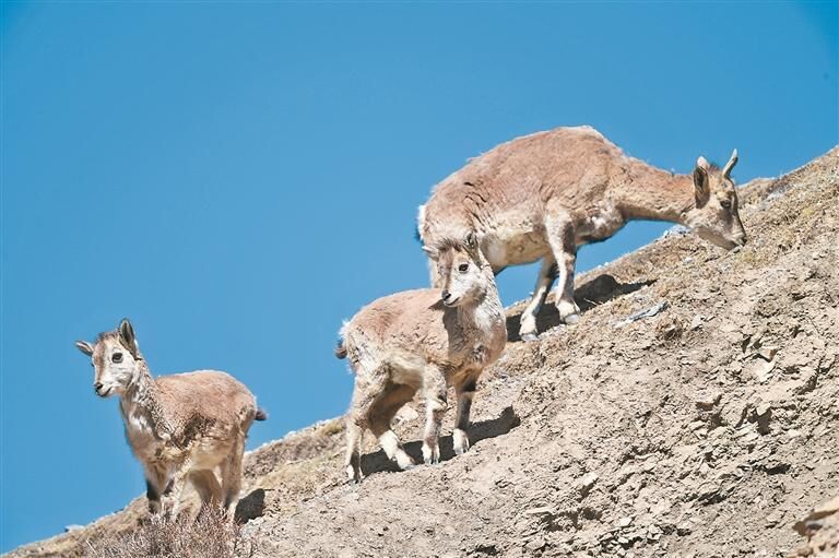 QQ�DƬ20250625061025