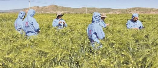 魯青共繪振興圖——海北州援青工作片段