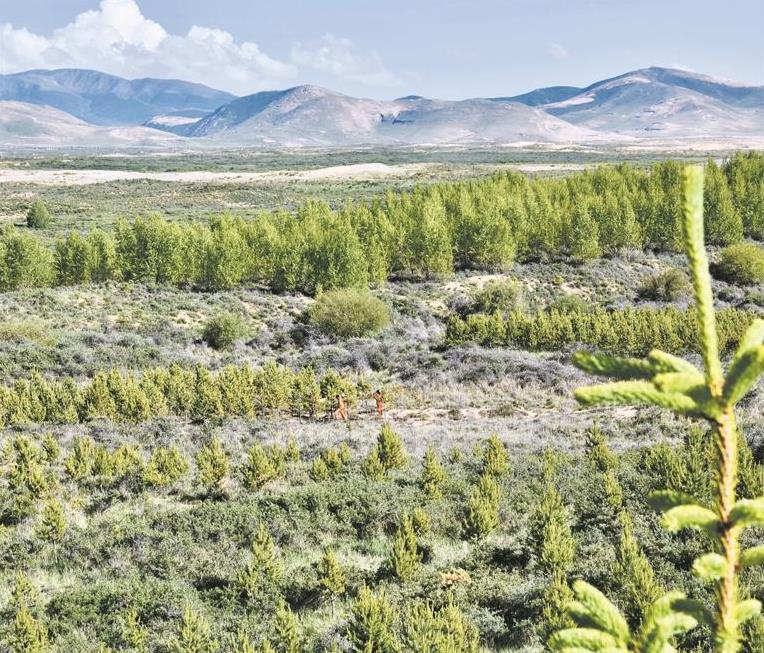 【堅(jiān)定信心 實(shí)干爭先】青海海北州克土沙區(qū):沙漠綻綠護(hù)生態(tài)