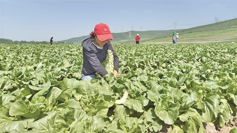 �����н�(j��ng)��(j��)΢�^�졿�ĸ�ԭ���󞳅^(q��) �ຣ��޷���N(xi��o)���������ܴa