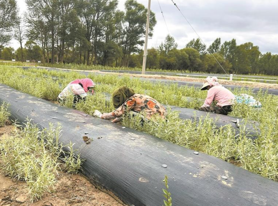 wechat_2025-08-25_053316_133