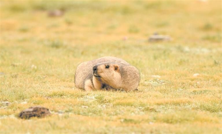 濕地如畫 鶴鳴生機(jī)