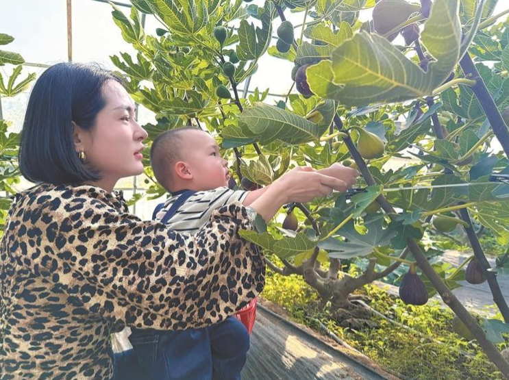 “沉睡”的土地?zé)òl(fā)生機(jī)結(jié)出“致富果”