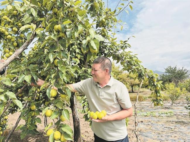 【鄉村振興在青海】田園深處果香濃