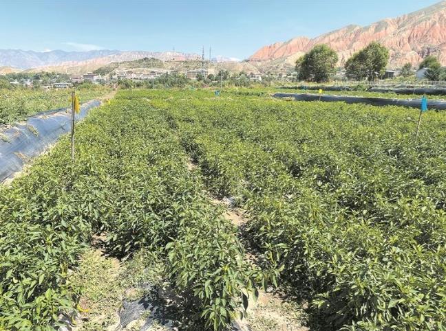 ���l(xi��ng)�����d���ຣ���Ƽ��x�������g���^�Y(ji��)�������չ���