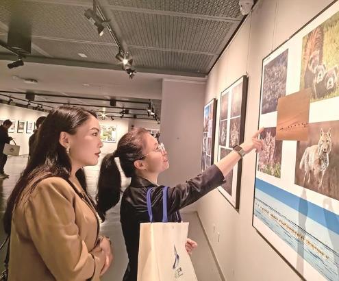 西寧“雪豹之都”生態攝影展舉辦