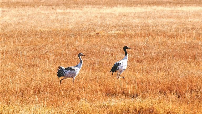 �Q�����H�g