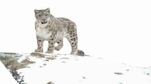 青海雪豹種群數量約1200只 棲息地面積約47萬平方公里