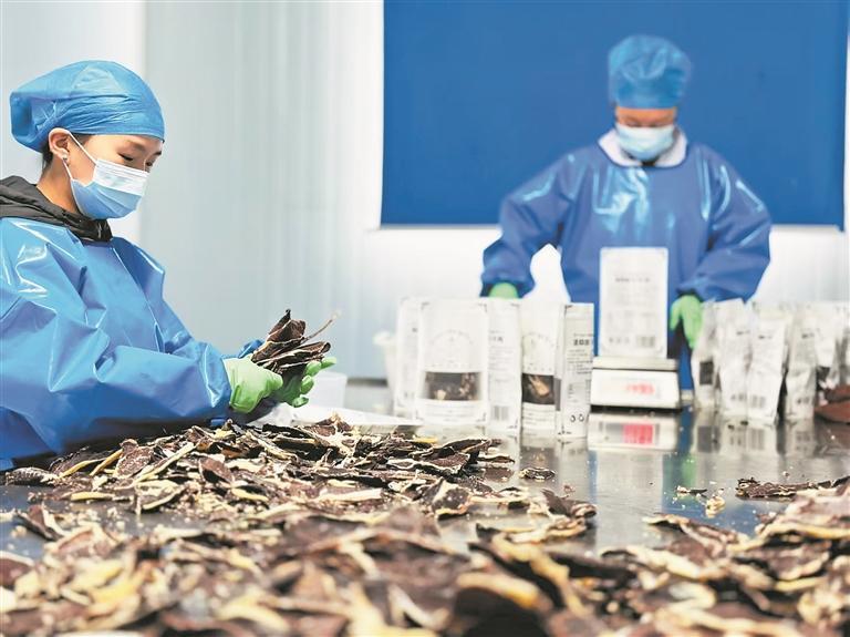 【新時代 新征程 新偉業(yè)·高質(zhì)量發(fā)展調(diào)研行】“三鏈”融合破局 高原珍品“出山”——青海縣域經(jīng)濟發(fā)展觀察·瑪沁篇