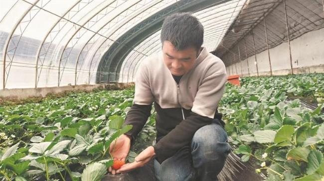 【四中全會精神在基層】“四季莓香”助力鄉村振興