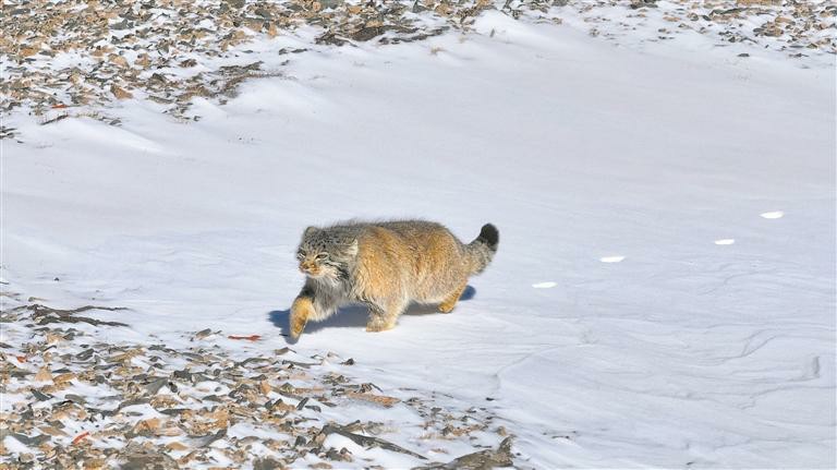 【生態深一度】在伊克拉,尋一場與“精靈”的邂逅