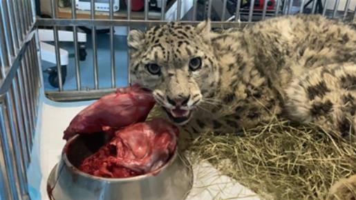 �^����Сâ������Ұ�־��oһֻѩ��