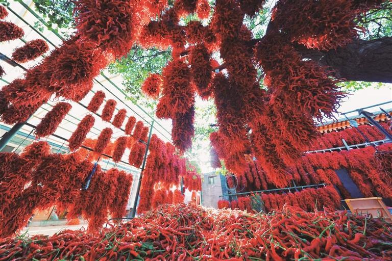 循化線辣椒搭乘飛船踏上太空育種路